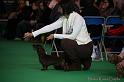 Crufts2011_2 653